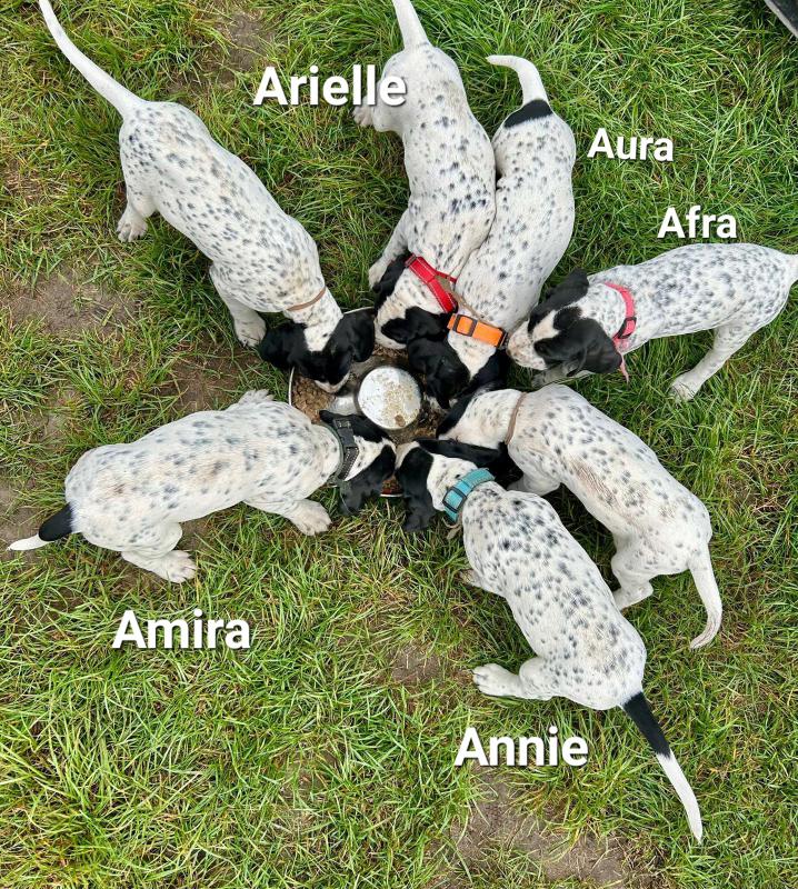 Auvergneský ohař – nabídka štěňat