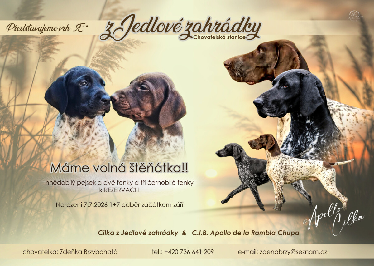 Německý ohař krátkosrstý – nabídka štěňat